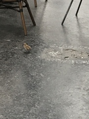 Passer domesticus