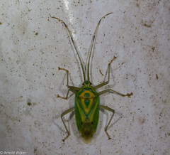 Urolabida