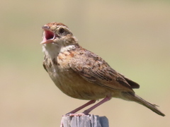 Eastern Clapper Lark photo 5