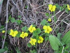Viola uniflora