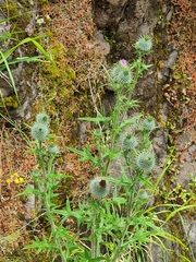 Cirsium vulgare image