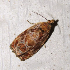 Olethreutes tilianum