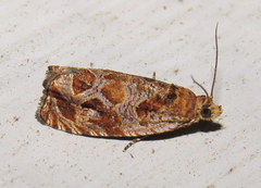 Olethreutes tilianum