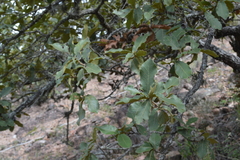 Quercus resinosa