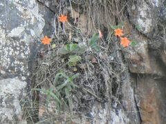 Cyrtanthus galpinii