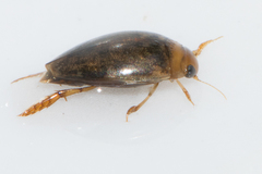 Laccophilus proximus