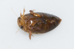 Laccophilus proximus