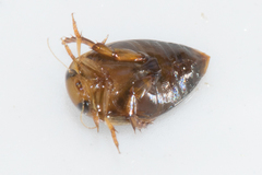 Laccophilus proximus