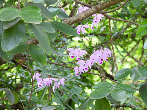 Epidendrum barkeriola Rchb.f. 4