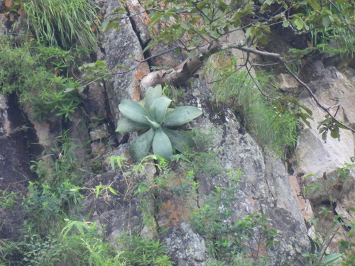 Agave pedunculifera