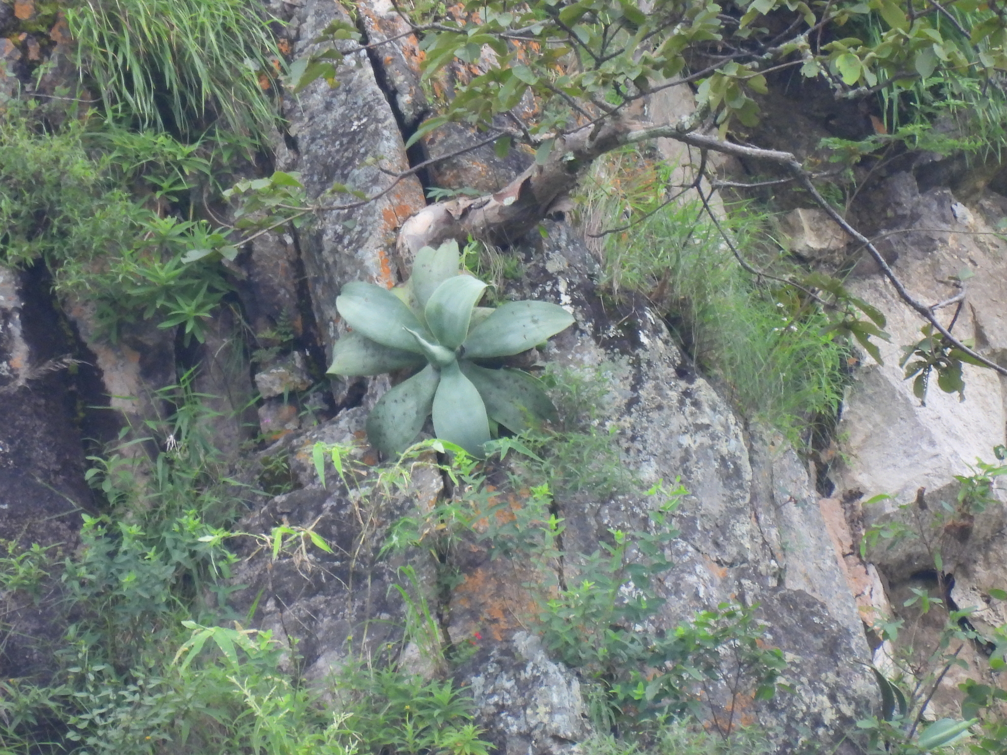 Agave pedunculifera