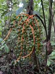 Chamaedorea tepejilote image