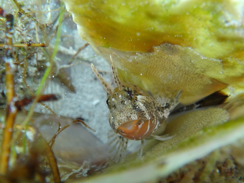 Bay Blenny