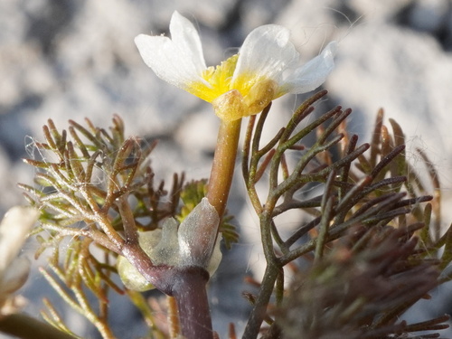 Image of Ranunculus rionii by (c) Patrick Hacker, some rights reserved (CC BY)