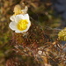 Water Crowfoot - Photo (c) Patrick Hacker, some rights reserved (CC BY), uploaded by Patrick Hacker