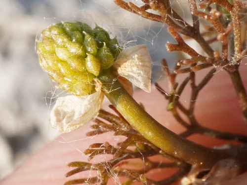 Image of Ranunculus rionii by (c) Patrick Hacker, some rights reserved (CC BY)