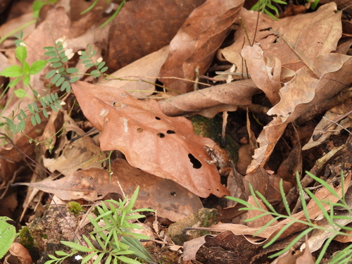 Taylor's Barking Frog, Craugastor occidentalis