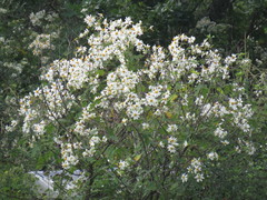 Montanoa grandiflora