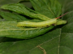 Theretra alecto