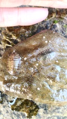Chitonoidea