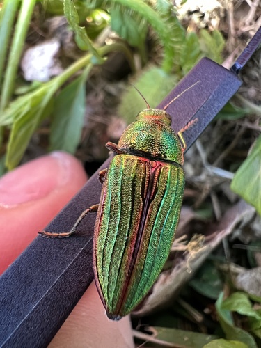 Golden Buprestid Beetle photo 4