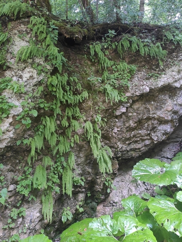 Image of Woodsia caucasica by (c) Наталья Пикалова, some rights reserved (CC BY)