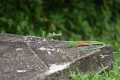 Cnemidophorus lemniscatus