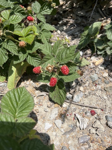 iNaturalist observation photo of brambles