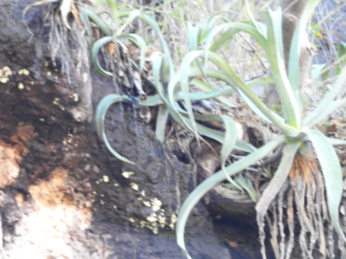 Agave vilmoriniana