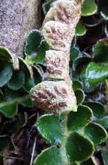 Asplenium ceterach image