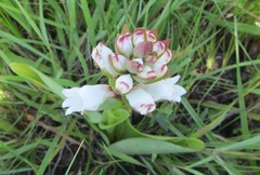 Satyrium sphaerocarpum