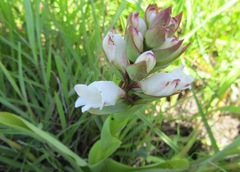 Satyrium sphaerocarpum