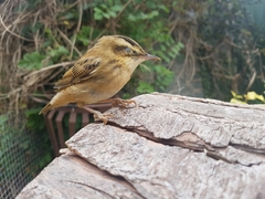 Acrocephalus schoenobaenus