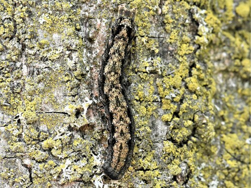 Twin-spotted Quaker, Groesbeek, Nederland, photo 10 of 10