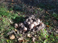 Scleroderma citrinum