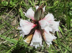 Satyrium sphaerocarpum