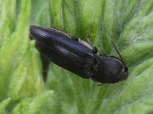 Melanotus punctolineatus, Groesbeek, Nederland, photo 10 of 10