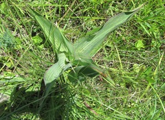 Ledebouria zebrina