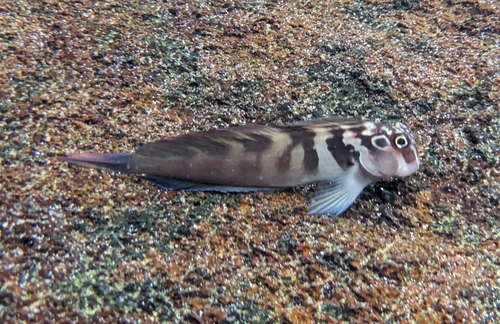 Panamic Fanged Blenny