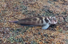Panamic Fanged Blenny photo 2