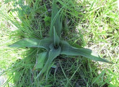 Ledebouria zebrina
