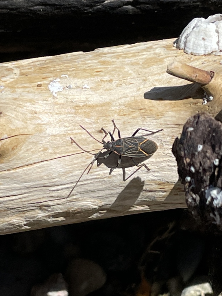 Western Boxelder Bug from 163rd Avenue Ct, Longbranch, WA, US on June 3 ...