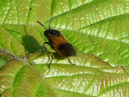 Bramble Sawfly, Groesbeek, Nederland, photo 5 of 10