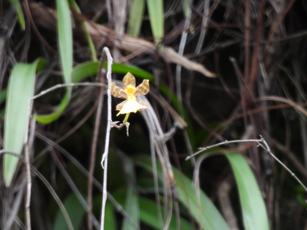 Oncidium brachyandrum