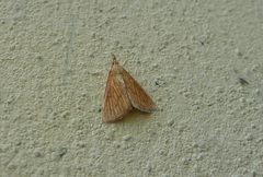 Nascia cilialis