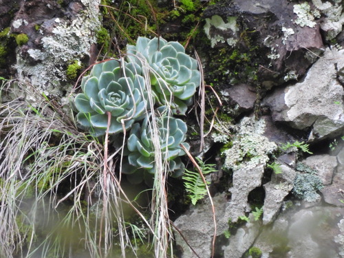Echeveria chihuahuaensis