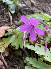 Geranium reuteri image