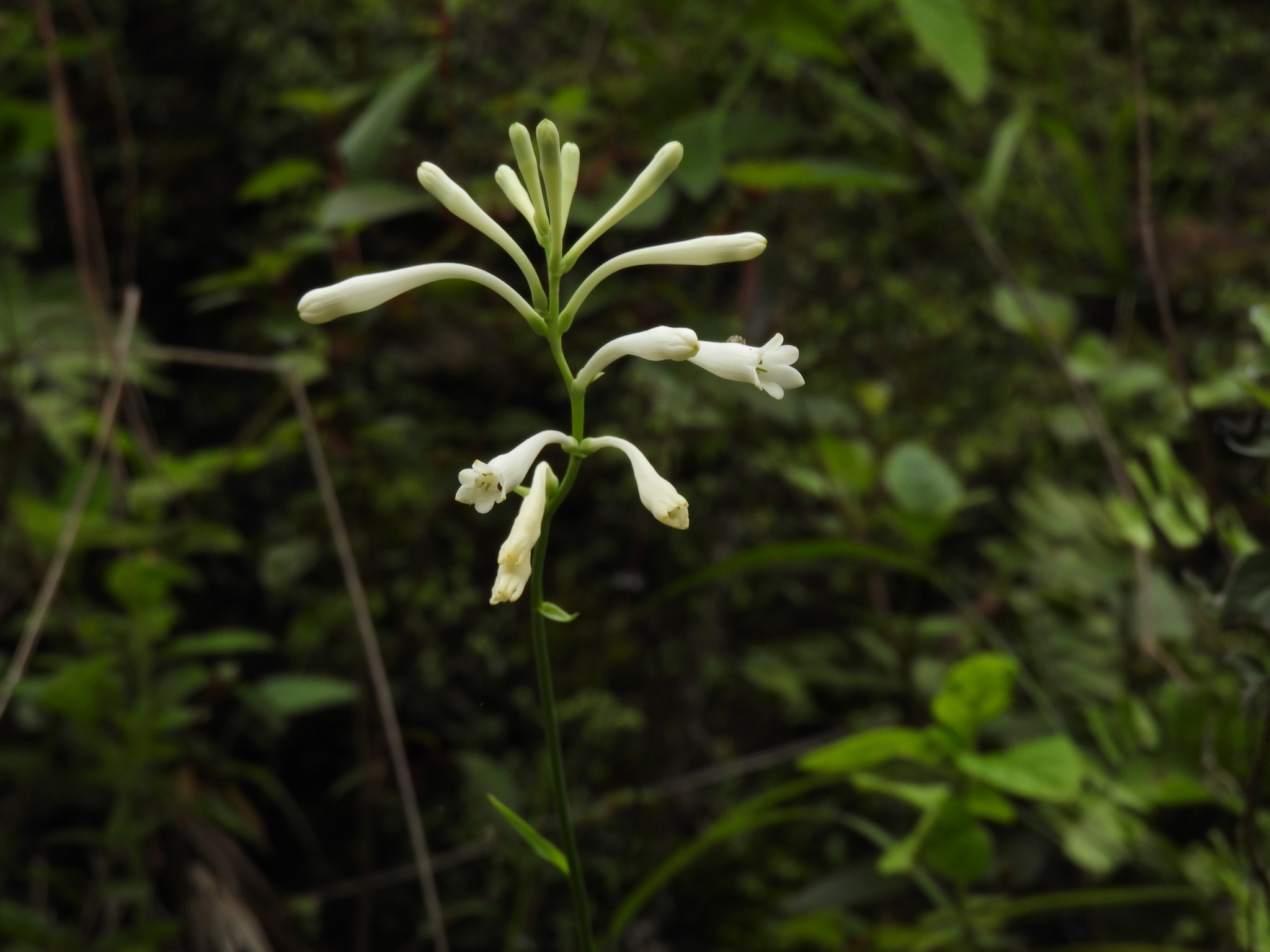 Polianthes aarodriguezii
