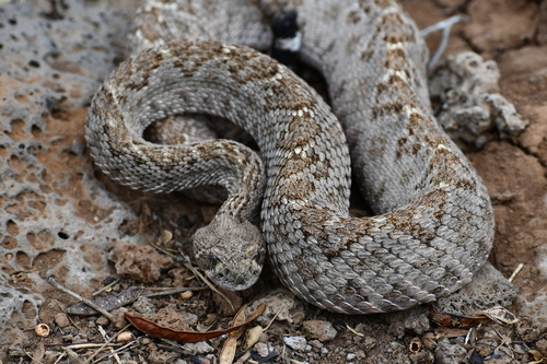 Tortuga Island Rattlesnake (Crotalus tortugensis) · iNaturalist