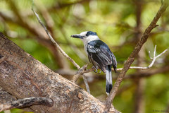 Vanga curvirostris cetera